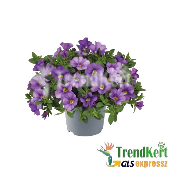 Mini petúnia kék - Calibrachoa Balkoni Blue Mini petúnia kék - Calibrachoa Balkoni Blue