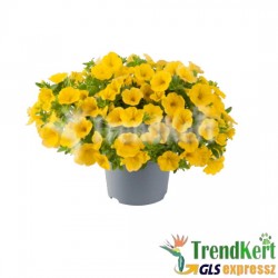 Mini petúnia narancssárga - Calibrachoa Balkoni Orange Mini petúnia narancssárga - Calibrachoa Balkoni Orange