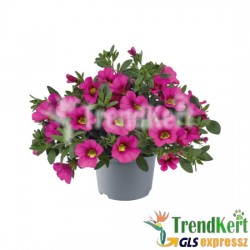 Mini petúnia pink - Calibrachoa Balkoni Bromberry Mini petúnia pink - Calibrachoa Balkoni Bromberry
