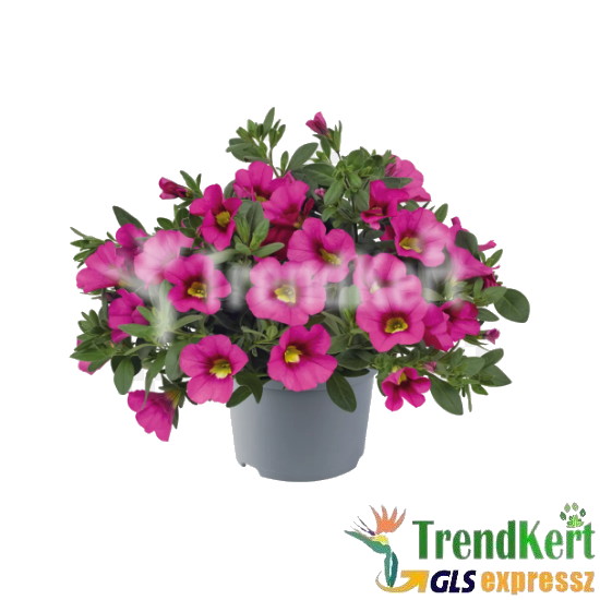 Mini petúnia pink - Calibrachoa Balkoni Bromberry Mini petúnia pink - Calibrachoa Balkoni Bromberry