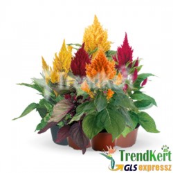 Kakastaréj mix - Celosia Hungary Mix csomag
