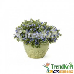 Kék mauríciusz, kék szulák - Convolvulus mauritanicus Kék mauríciusz, kék szulák - Convolvulus mauritanicus