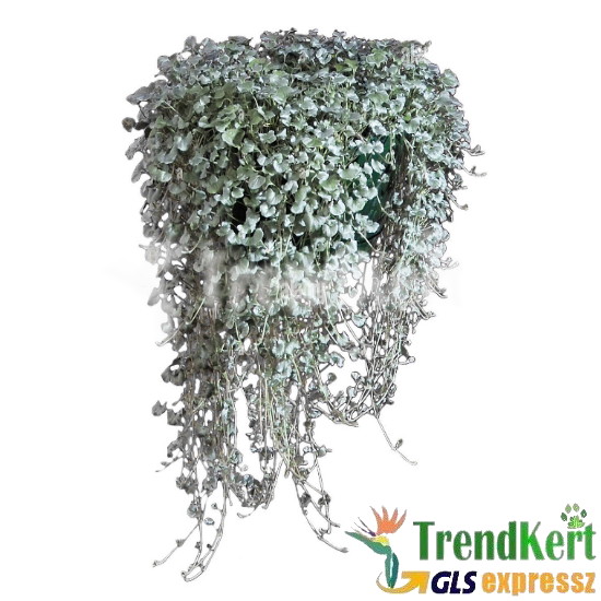 Ezüstös pázsitszulák - Dichondra argentea silver
