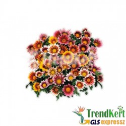 Záporvirág - Gazania Magic Mix Záporvirág - Gazania Magic Mix