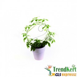 Gulán, Jiaogulan - Gynostemma-pentaphyllum 