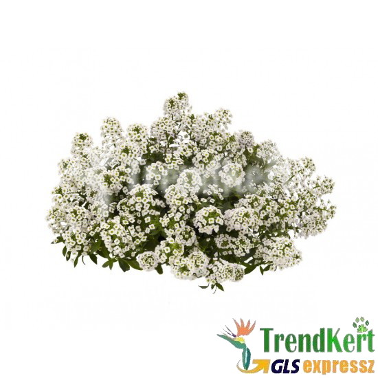 Mézvirág - Lobularia White Splash Mézvirág - Lobularia White Splash
