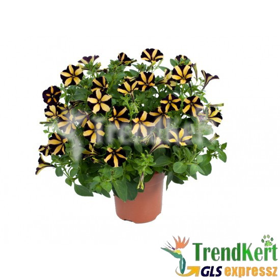 Petúnia, bokros kompakt fekete-sárga - Petunia Compact Big Bee Petúnia, bokros kompakt fekete-sárga - Petunia Compact Big Bee