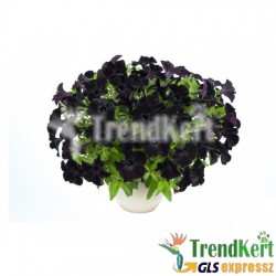 Petúnia, bokros kompakt fekete - Petunia Compact Big Blacky Petúnia, bokros kompakt fekete - Petunia Compact Big Blacky