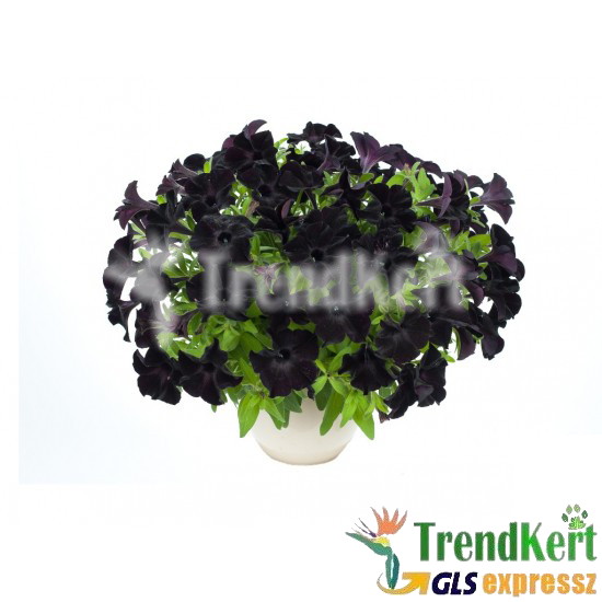 Petúnia, bokros kompakt fekete - Petunia Compact Big Blacky 