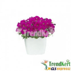 Petúnia, bokros kompakt ciklámen - Petunia compact Carmine Petúnia, bokros kompakt ciklámen - Petunia compact Carmine