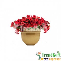 Petúnia, bokros kompakt piros - Petunia compact Root Petúnia, bokros kompakt piros - Petunia compact Root