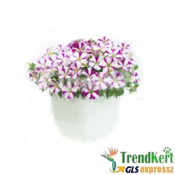 Petúnia, Bokros kompakt Bicolor - Petunia compact Bicolor Petúnia, Bokros kompakt Bicolor - Petunia compact Bicolor