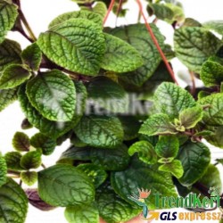 Szúnyogűző, zöld levelű kakassarkantyú - Plectranthus Nikki Szúnyogűző, zöld levelű kakassarkantyú - Plectranthus Nikki
