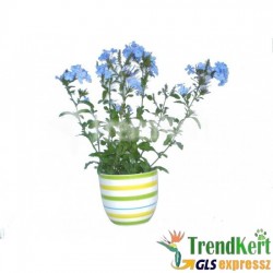 Kék ólomvirág - Plumbago auriculata Blue 