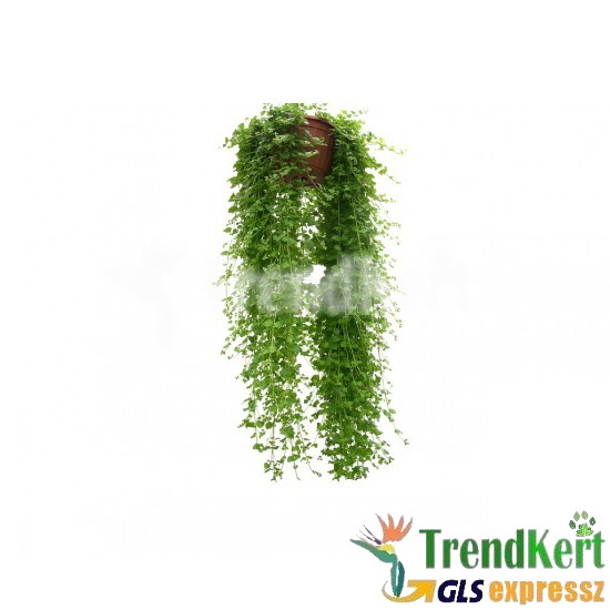 Indián menta - Satureja douglassi 