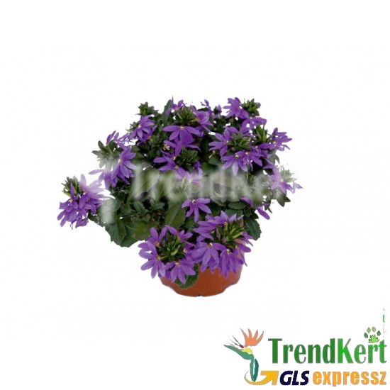 Legyezővirág lila - Scaevola aemula Lilac Legyezővirág lila - Scaevola aemula Lilac