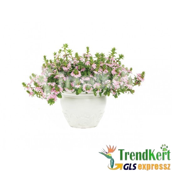 Legyezővirág rózsaszín - Scaevola aemula Pink Legyezővirág rózsaszín - Scaevola aemula Pink