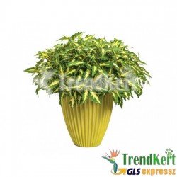 Díszcsalán, kóleusz - Solenostemon Pistacia 