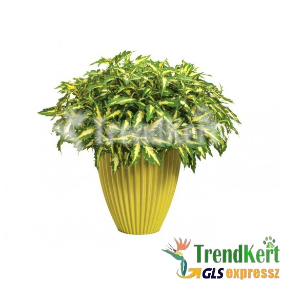 Díszcsalán, kóleusz - Solenostemon Pistacia 