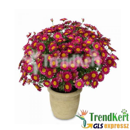 Cserjés margaréta bordó - Argyranthemum Red 9 O Cserjés margaréta bordó - Argyranthemum Red 9 O