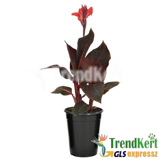 Kánna - Canna bronz leaf Orange-Red flower 10 O