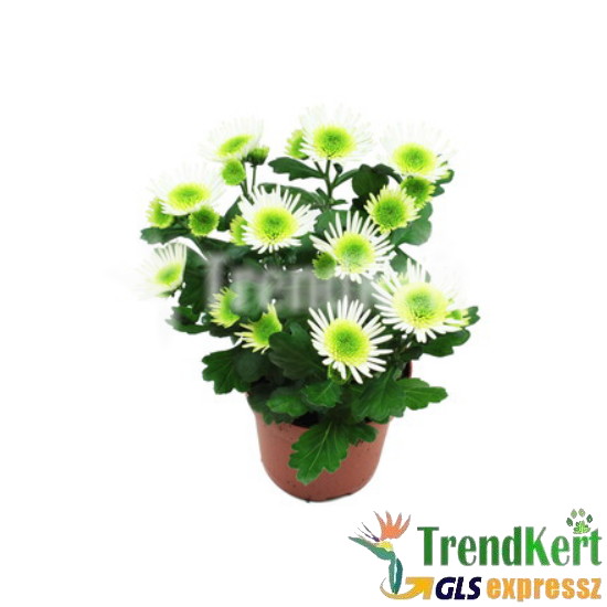 Krizi Splash - Chrysanthenum Splash Meadow 12 O Krizi Splash - Chrysanthenum Splash Meadow 12 O