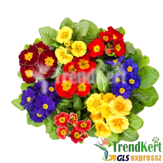 Kankalin Mix - Primula mix 10 O Kankalin Mix - Primula mix 10 O
