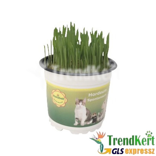 Macskafű csomag 12 O
