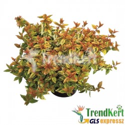 Tárnicslonc - Abelia grandiflora Kaleidoskope 7o