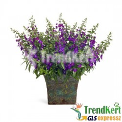 Angyalfüzér lila - Angelonia Purple Star 10 O Angyalfüzér lila - Angelonia Purple Star 10 O