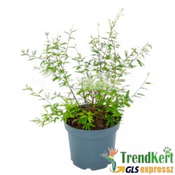Dézsás selyemakác - Calliandra surinamensis Dixie Pink 7 O Dézsás selyemakác - Calliandra surinamensis Dixie Pink 7 O