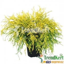 Hamisciprus - Chamaecyparis pisifera Filifera Aurea 7 O Hamisciprus - Chamaecyparis pisifera Filifera Aurea 7 O