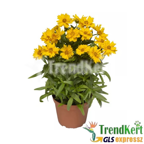 Menyecskeszem - Coreopsis grandiflora 10 O Menyecskeszem - Coreopsis grandiflora 10 O
