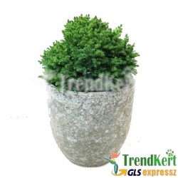 Japán ciprus - Cryptomeria japonica Vilmoriana 7 O