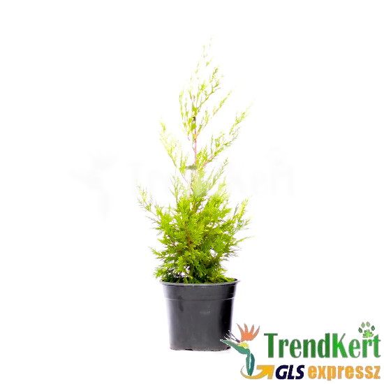 Leyland ciprus - Cupressocyparis leylandii Castlewellan Gold 7 O