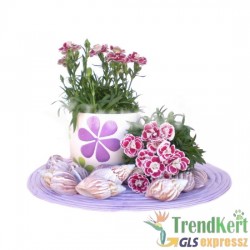 Cserepes szegfű - Dianthus Bicolor Purple