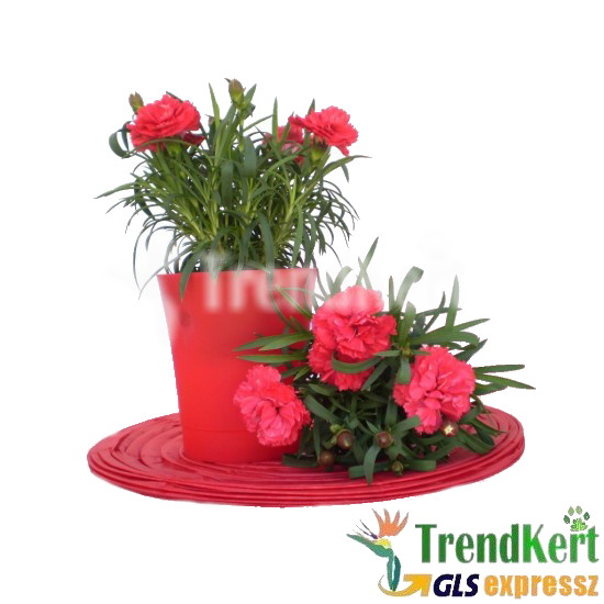 Cserepes szegfű - Dianthus Goliat Root