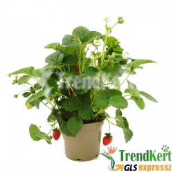 Folytontermő eper szabadföldbe - Fragaria Elan Folytontermő eper szabadföldbe - Fragaria Elan
