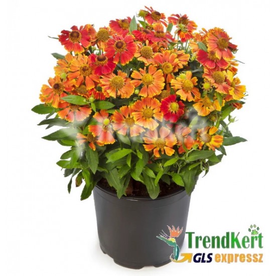 Napfényvirág - Helenium Hayday Bicolor 9 O Napfényvirág - Helenium Hayday Bicolor 9 O