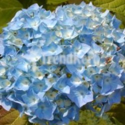 Hortenzia világos kék - Hydrangea macrophylla Adria Blue 7 O