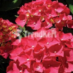 Hortenzia bordó - Hydrangea macrophylla Red Baron 7 O Hortenzia bordó - Hydrangea macrophylla Red Baron 7 O