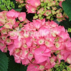 Hortenzia rózsaszín - Hydrangea macrophylla Rosita 7 O