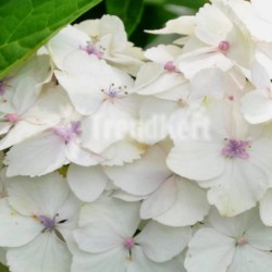 Hortenzia halvány - Hydrangea mycrophylla Madame Emile Mouillere 7 O