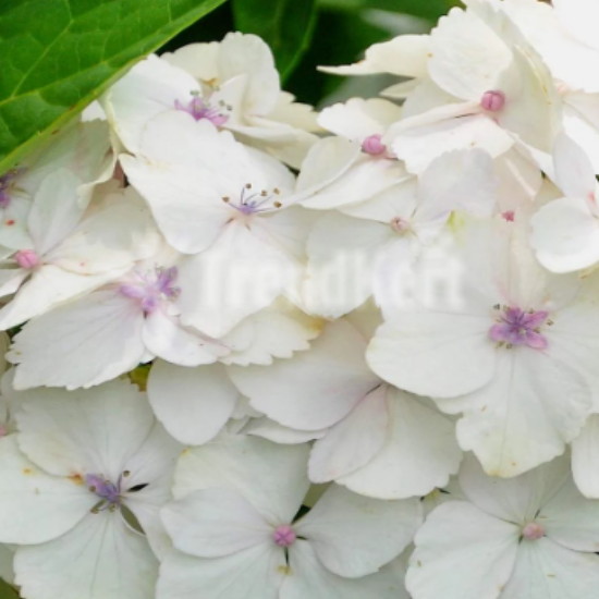 Hortenzia halvány - Hydrangea mycrophylla Madame Emile Mouillere 7 O