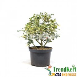 Magyal - Ilex aquifolium Silver Queen 7 O