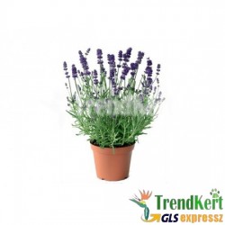 Levendula - Lavandula angustifolia Hidcote Blue Levendula - Lavandula angustifolia Hidcote Blue