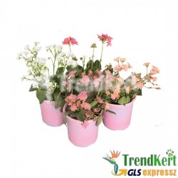 Dohánygyökér Mix - Lewisia Mix Dohánygyökér Mix - Lewisia Mix