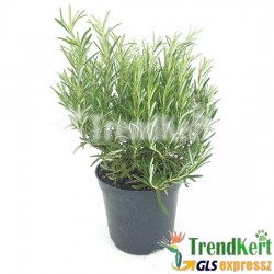 Rozmaring fagytűrő - Rosmarinus Blue Winter 10 O