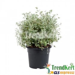Cserjés gamandor - Teucrium fruticans 7 O Cserjés gamandor - Teucrium fruticans 7 O
