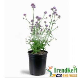 Verbéna ernyős - Verbena bonariensis Dark Lilac 9 O